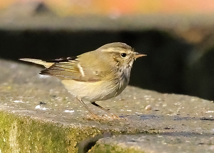 Hume's Warbler