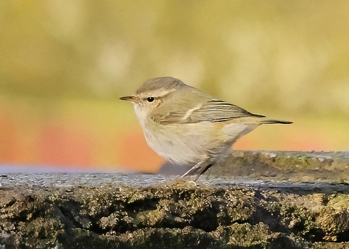 Hume's Warbler