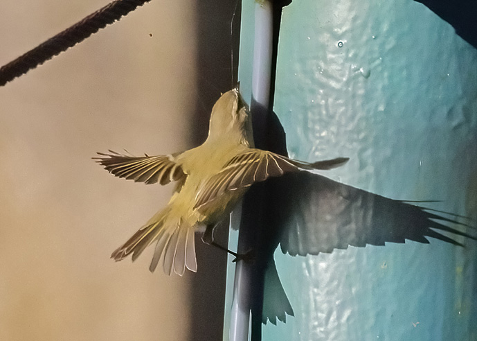 Hume's Warbler