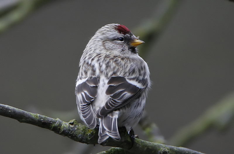Common Redpoll