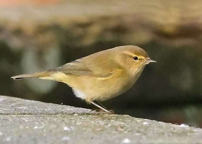 Chiffchaff