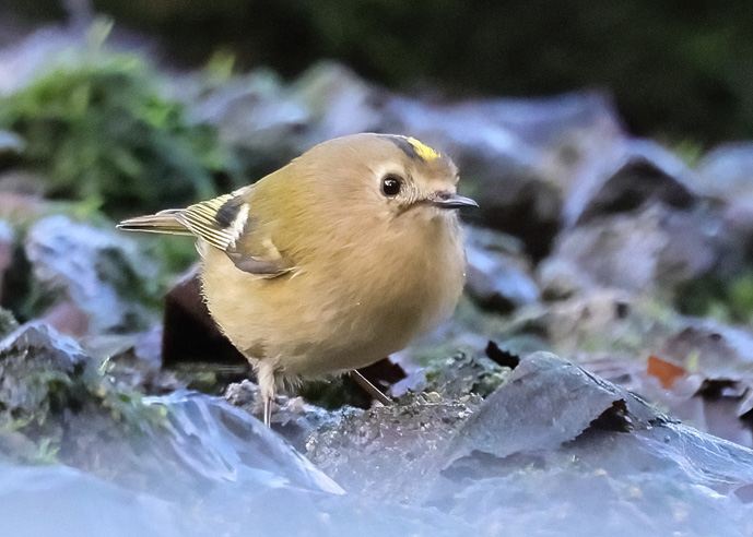 Goldcrest