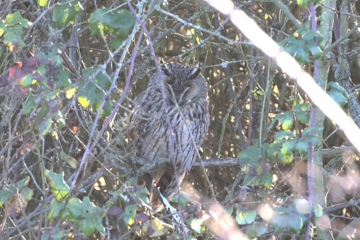 Long-eared Owl