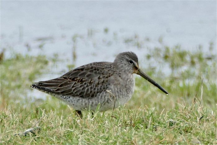 Long-billed Dowitcher