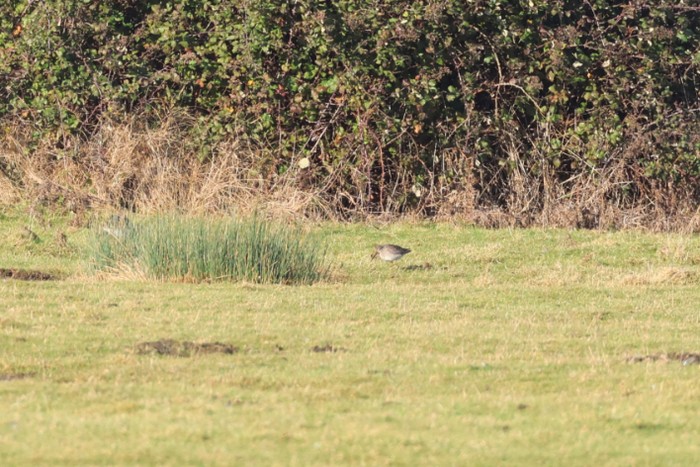 Long-billed Dowitcher