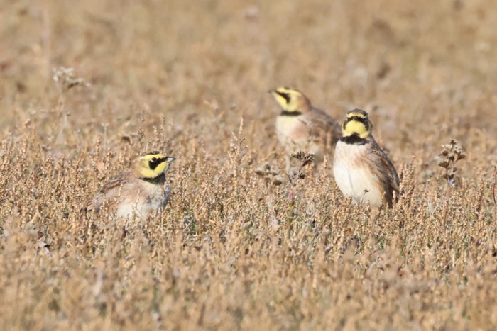Shorelark