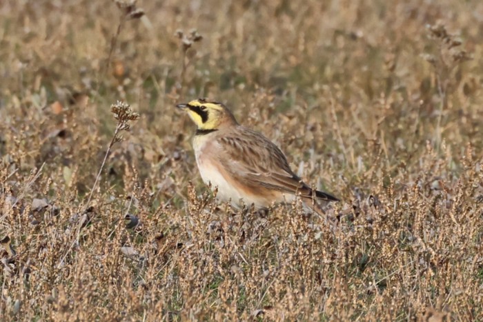 Shorelark