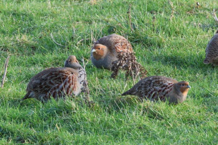 Grey Partridge