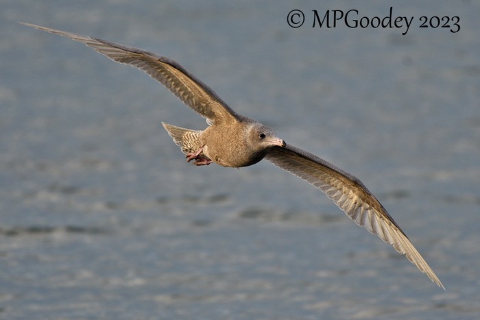 Glaucous Gull