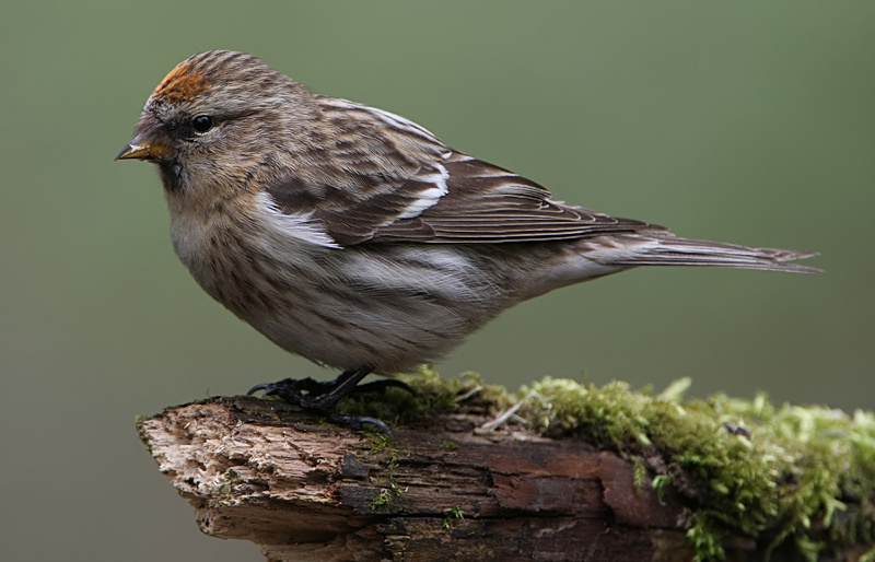 Common Redpoll