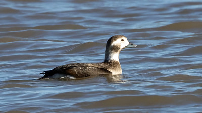 Long-tailed Duck