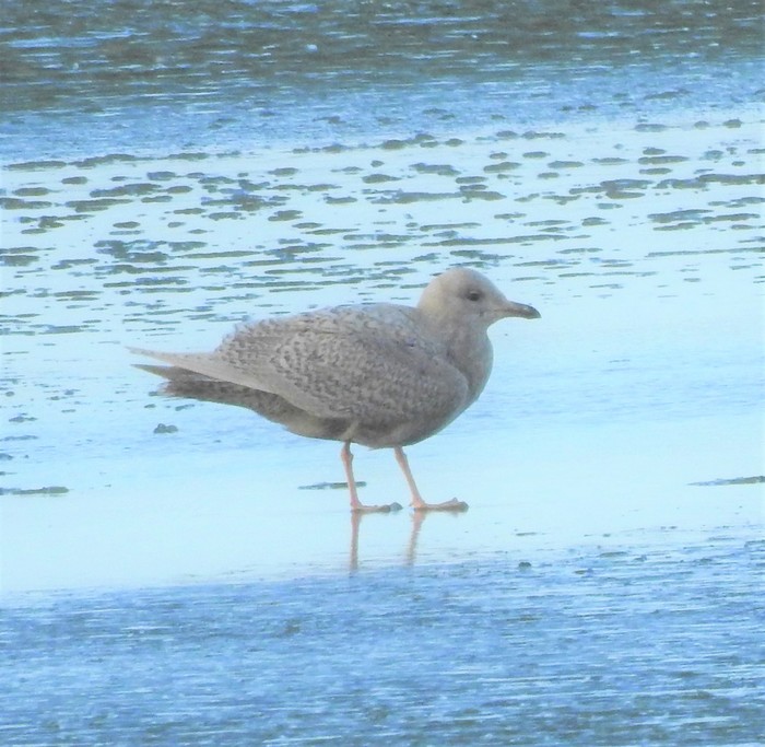 Iceland Gull