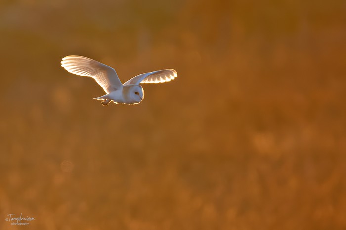 Barn Owl