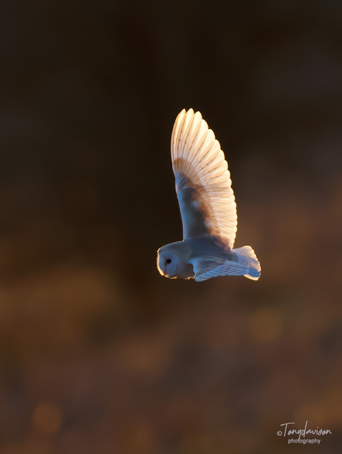 Barn Owl