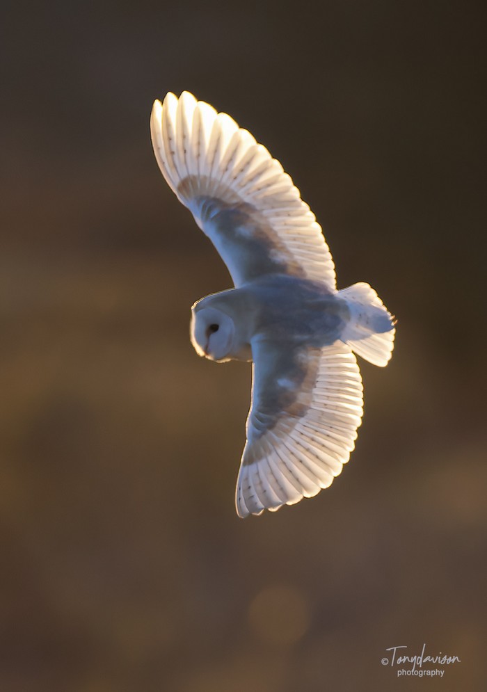Barn Owl