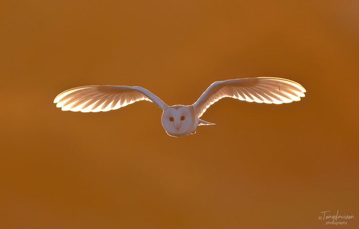 Barn Owl