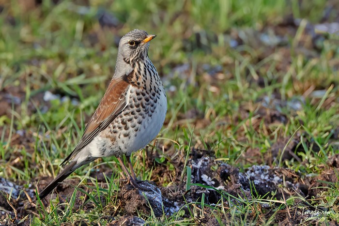 Fieldfare