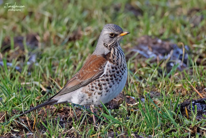 Fieldfare