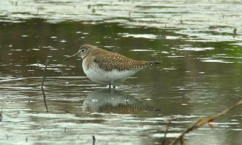 Solitary Sandpiper