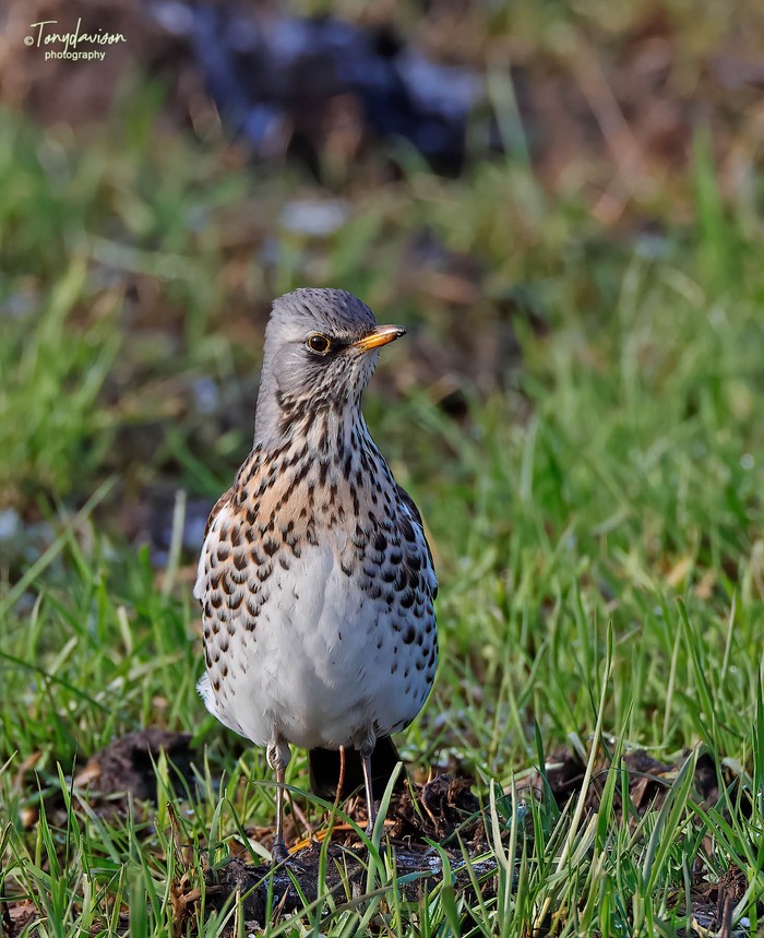 Fieldfare