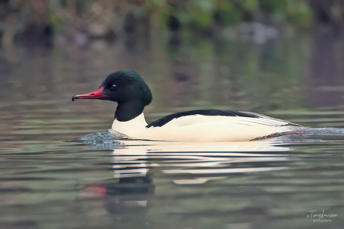 Goosander