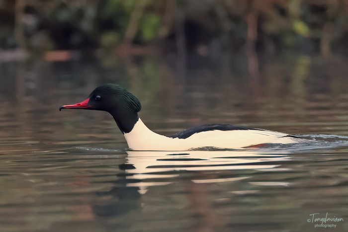Goosander