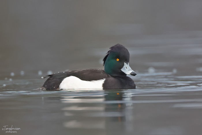 Tufted Duck