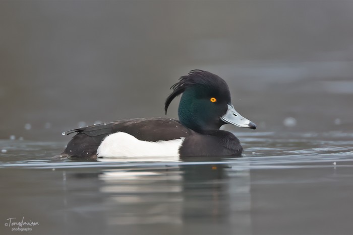 Tufted Duck