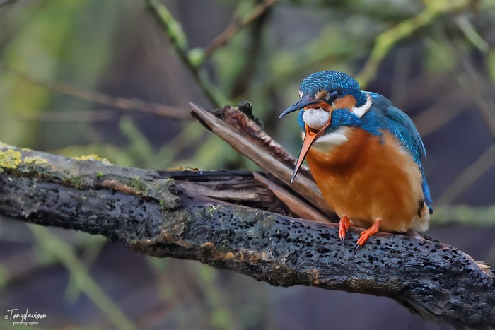 Kingfisher