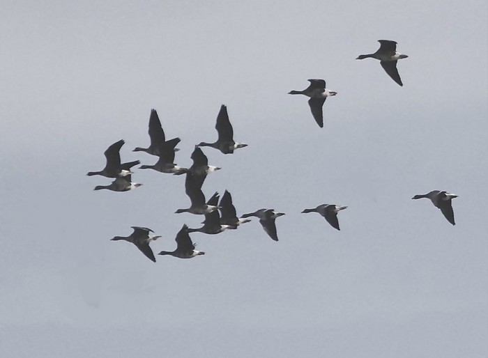 Russian White-fronted Goose