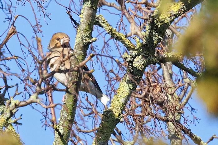 Hawfinch