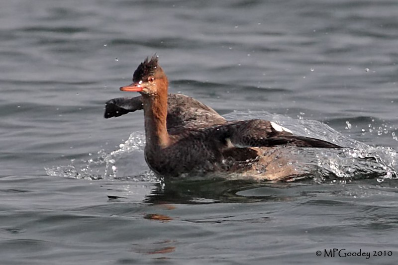 Red-breasted Merganser