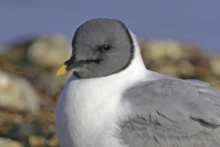 Sabine's Gull