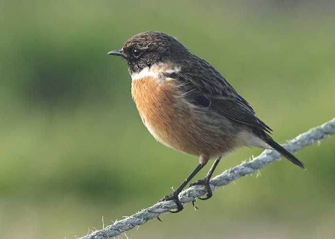 Stonechat