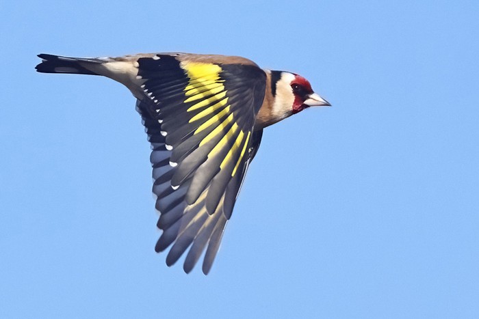 Goldfinch
