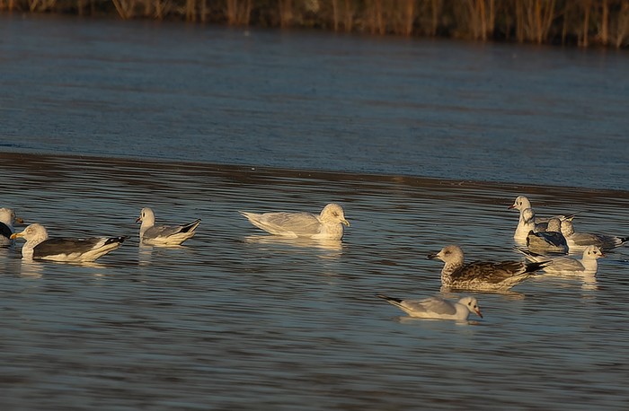 Kumlien's Gull