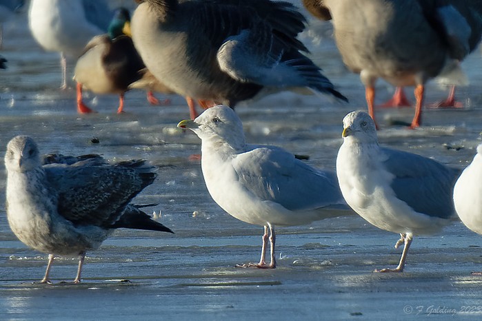 Iceland Gull