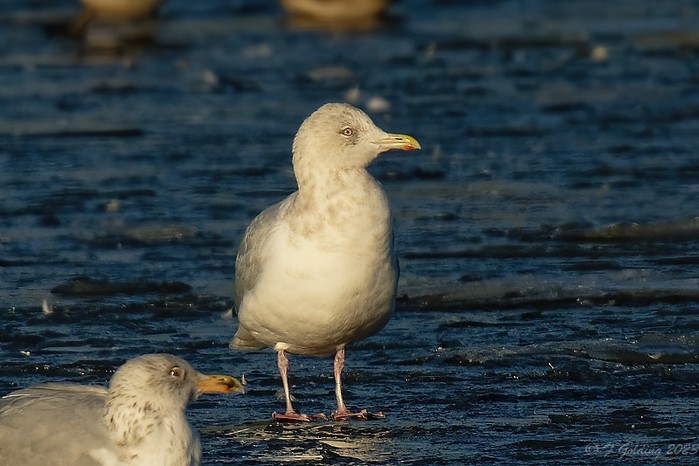 Iceland Gull