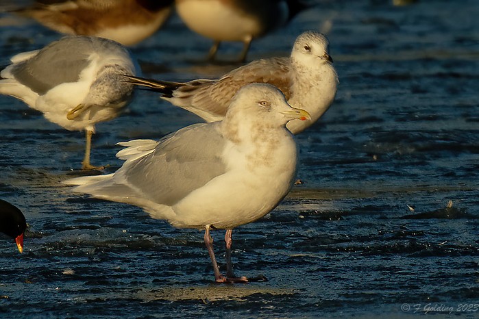 Iceland Gull
