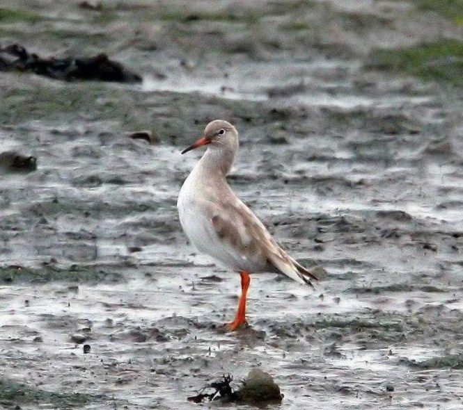 Redshank