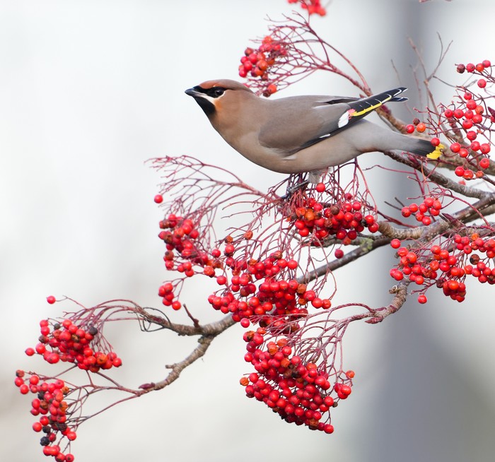 Waxwing