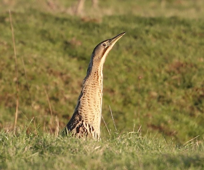 Bittern