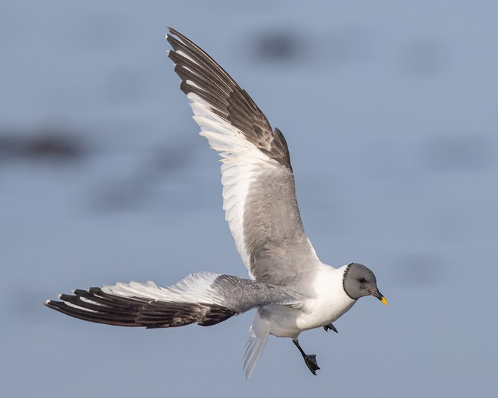 Sabine's Gull