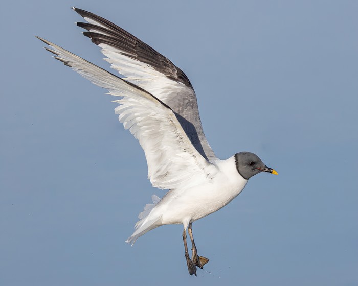Sabine's Gull