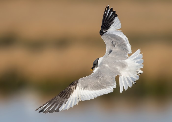 Sabine's Gull