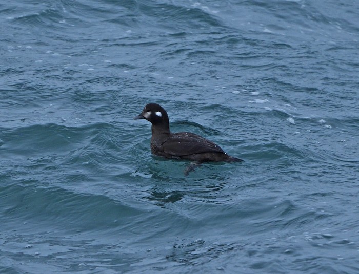 Harlequin Duck
