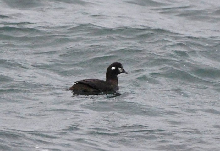Harlequin Duck