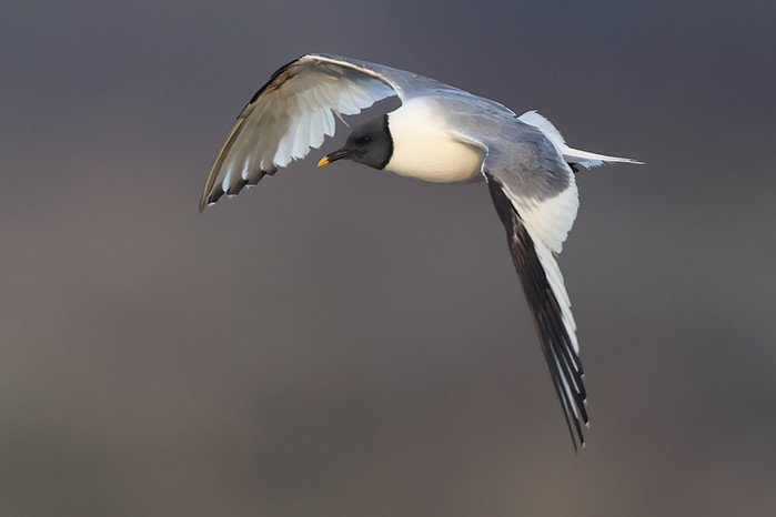 Sabine's Gull