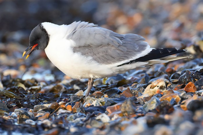Sabine's Gull