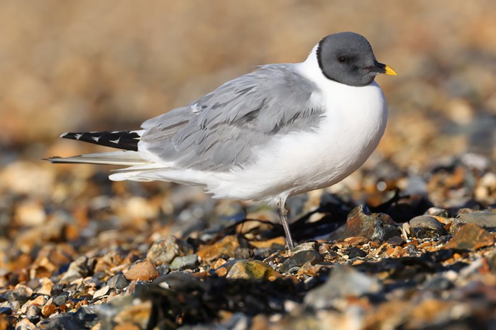 Sabine's Gull